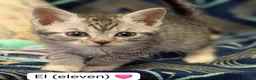 Maine Coon cats for sale: Maine Coon Cross Kittens - Advert 11