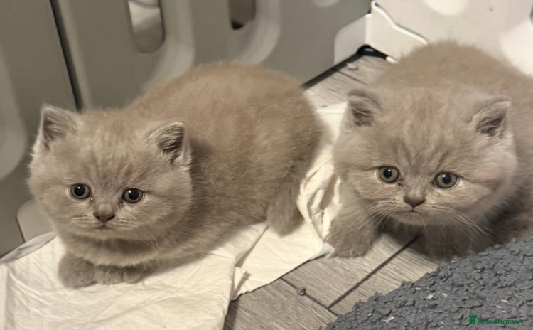 British Shorthair cats - Advert 2