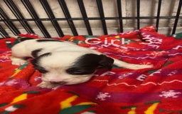 English Springer Spaniel dogs for sale: Beautiful litter of 11 springer spaniel puppies  - Advert 10