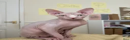 Sphynx cats for sale: 9 month old sphynx male  - Advert 9