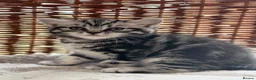 British Shorthair cats for sale: GCCF reg BSH BLACK SILVER TABBY KITTENS - Advert 8