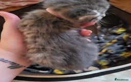 Domestic Shorthair cats for sale: 9 beautiful kittens - Image 5