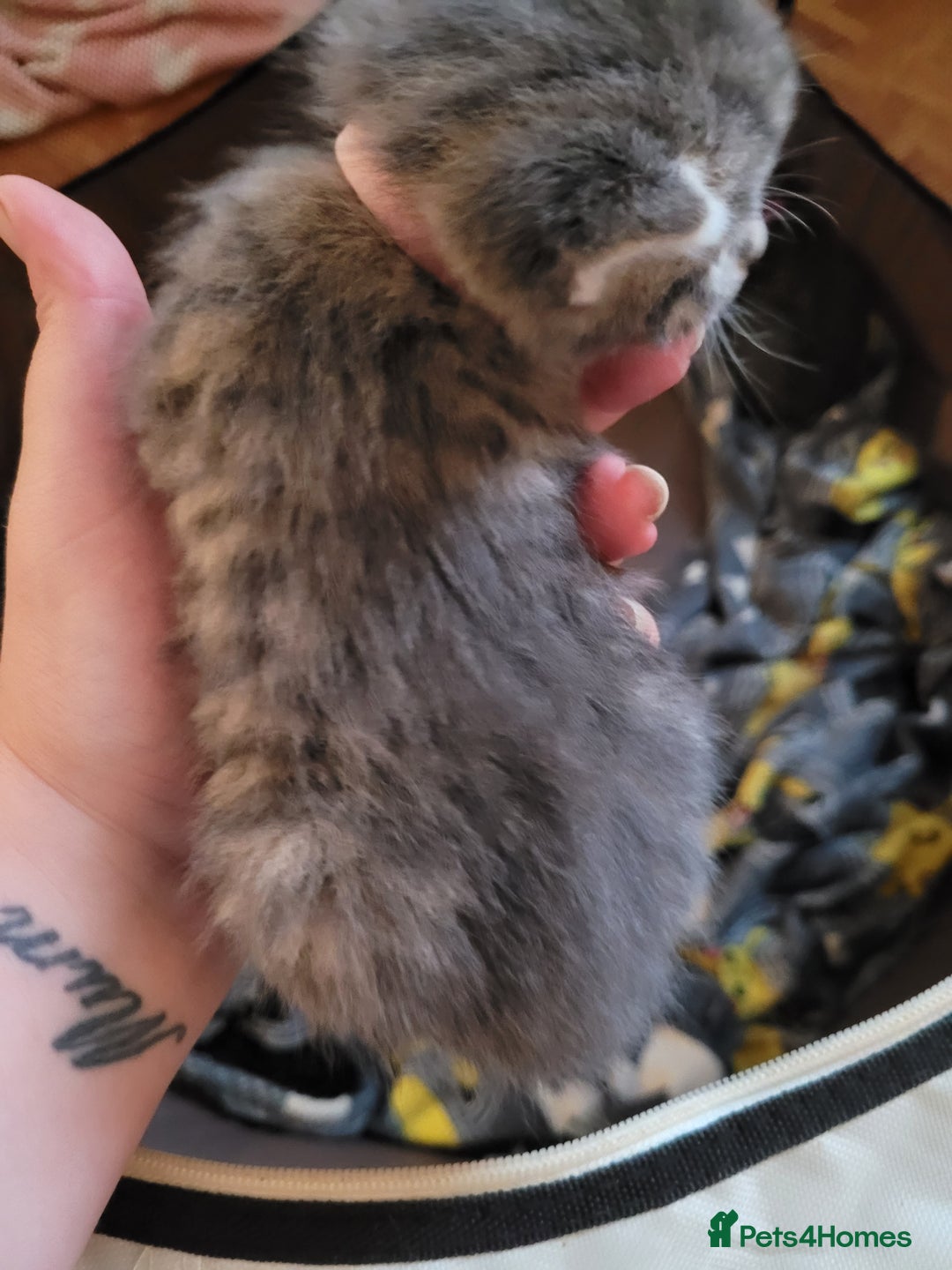 Domestic Shorthair cats for sale: 9 beautiful kittens - Image 5