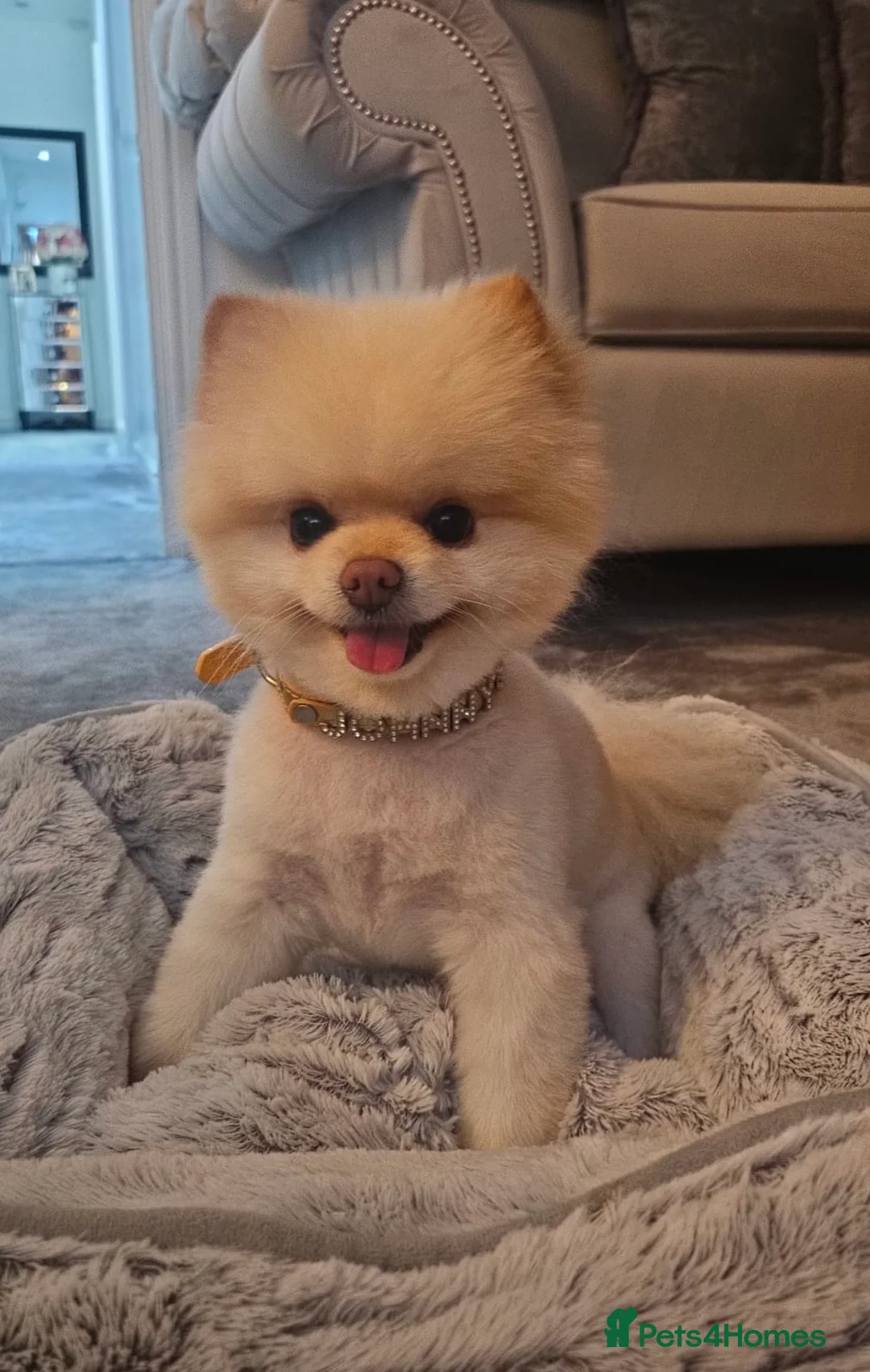 Pomeranian dogs for sale: ✨ Beautiful Cream Pomeranian Puppy both Parents  - Advert 1
