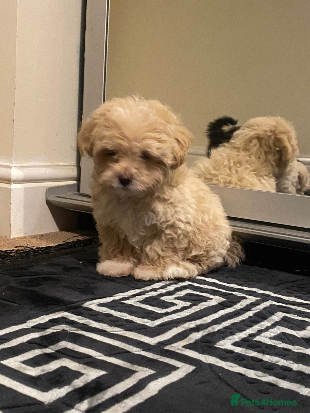 Maltipoo dogs for sale:  **  Korean maltipoo girls. - Advert 4