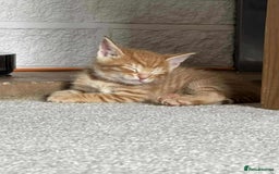 Maine Coon cats for sale: ✨2 Boys and 3 Girls Maine Coon kittens ✨🐾 - Image 10