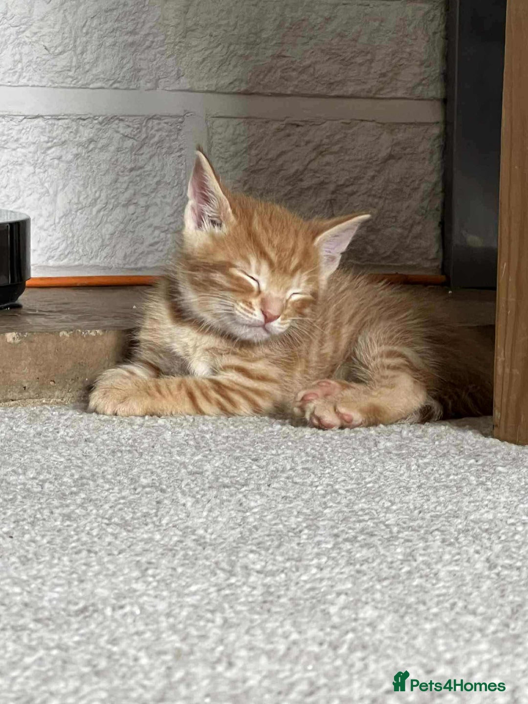 Maine Coon cats for sale: ✨2 Boys and 3 Girls Maine Coon kittens ✨🐾 - Image 10