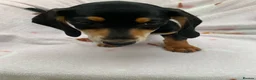 Dachshund dogs for sale: ****4 beautiful boys *** in Nottingham - Advert 26