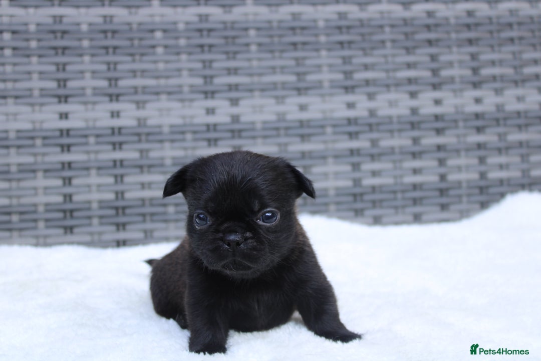 Mixed Breed dogs for sale: French bulldog X imperial shih tzu  - Image 21