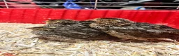 Quail poultry for sale: 3 male quail  in Houghton le Spring - Advert 3