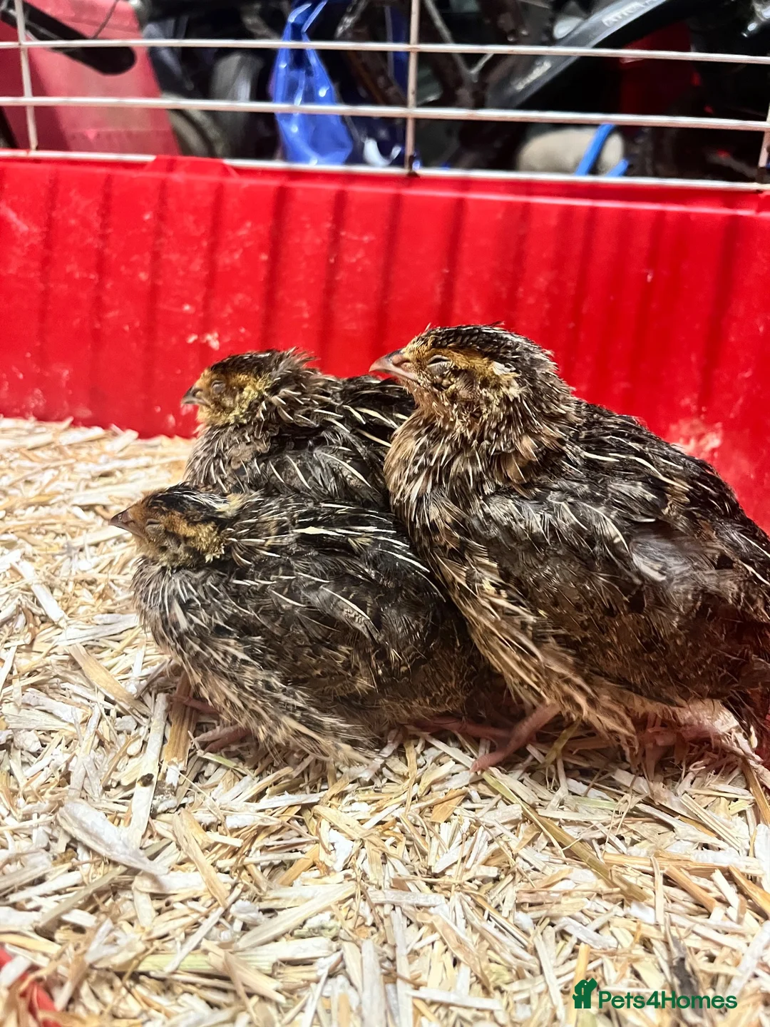 Quail poultry for sale: 3 male quail  in Houghton le Spring - Advert 3