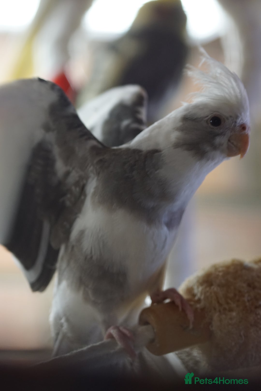 Cockatiels birds for sale: Young Cockatiels - Image 18