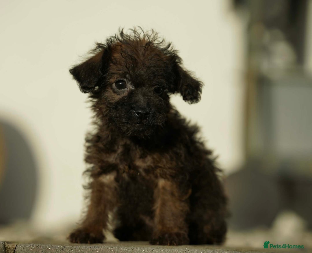 Jackapoo dogs for sale: Adorable Jackapoo Puppies  - Advert 4