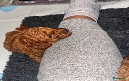 Toy Poodle dogs for sale: Perfect red toy poodle girl needs forever family - Image 8