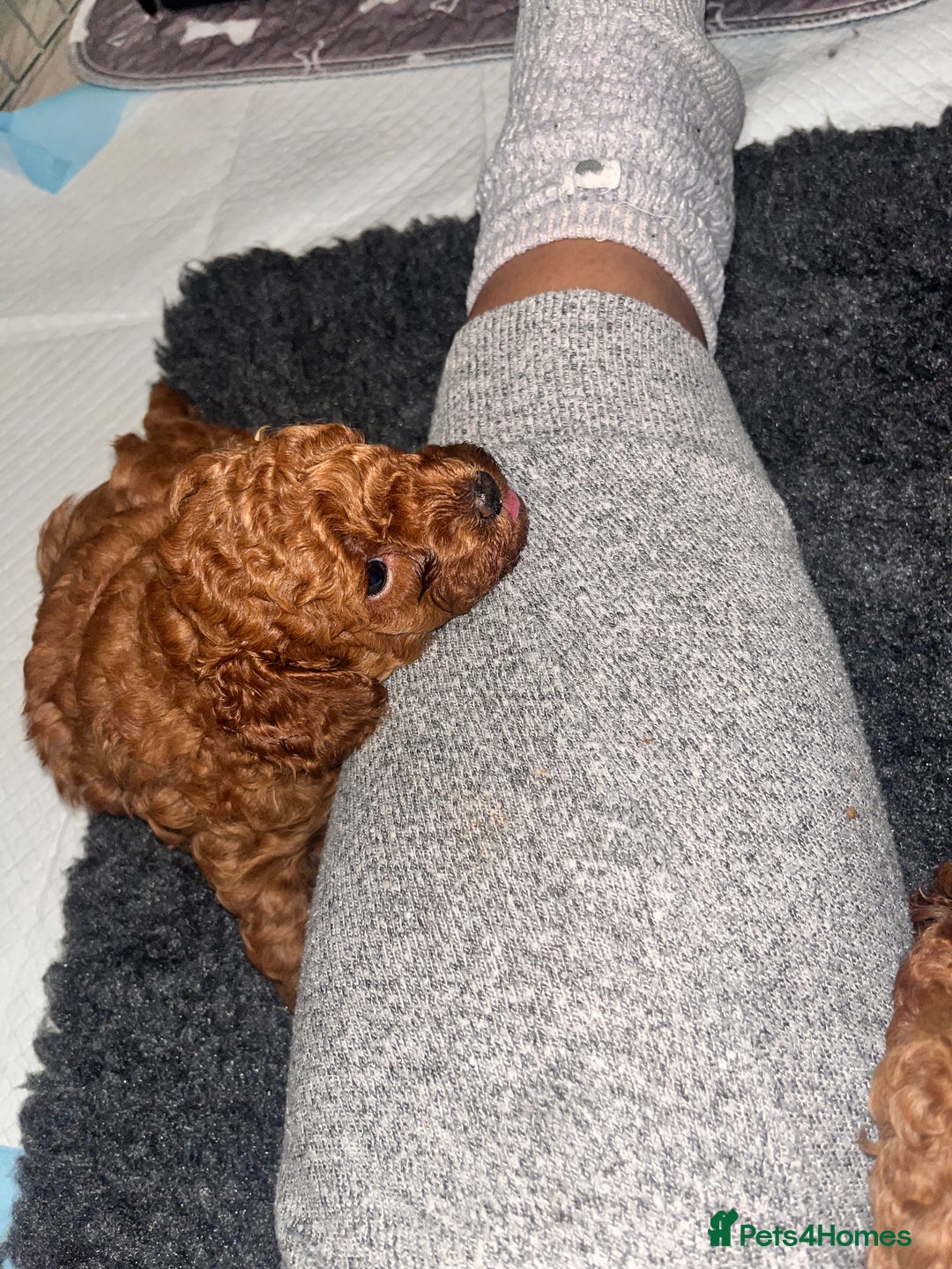 Toy Poodle dogs for sale: Perfect red toy poodle girl needs forever family - Image 8