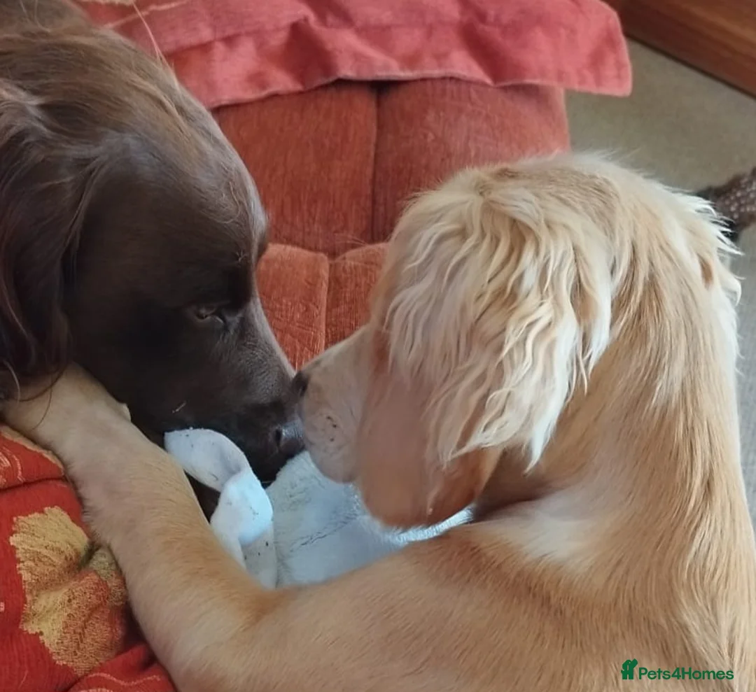 Cocker Spaniel dogs for stud: Roddy for stud - Advert 5