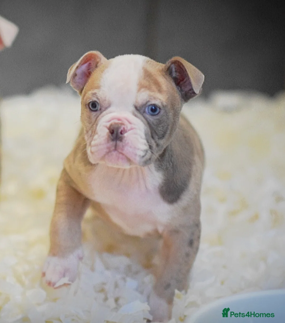 Old Tyme Bulldog dogs for sale: 23 YEARS, EXPERIENCE, 5 STAR RATED, LICENSED - Advert 2