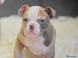 Old Tyme Bulldog dogs 23 YEARS, EXPERIENCE, 5 STAR RATED, LICENSED - Advert 1