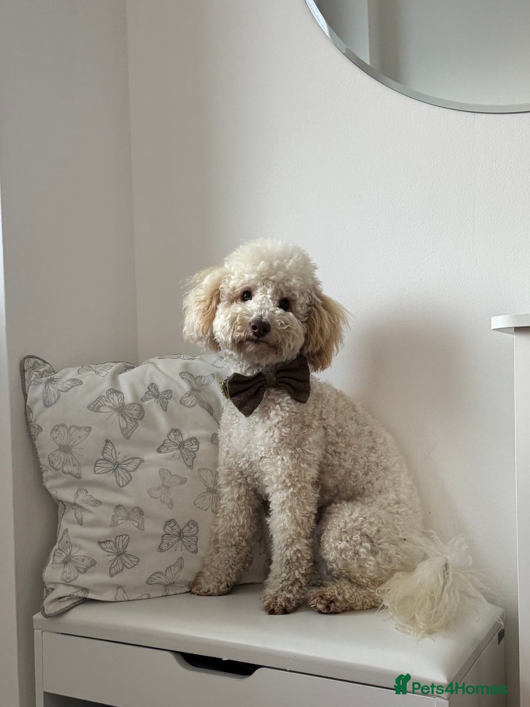 Toy Poodle dogs for stud: Beautiful Poodle for Stud 🤍 - Image 1