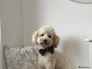 Toy Poodle dogs - Advert 40