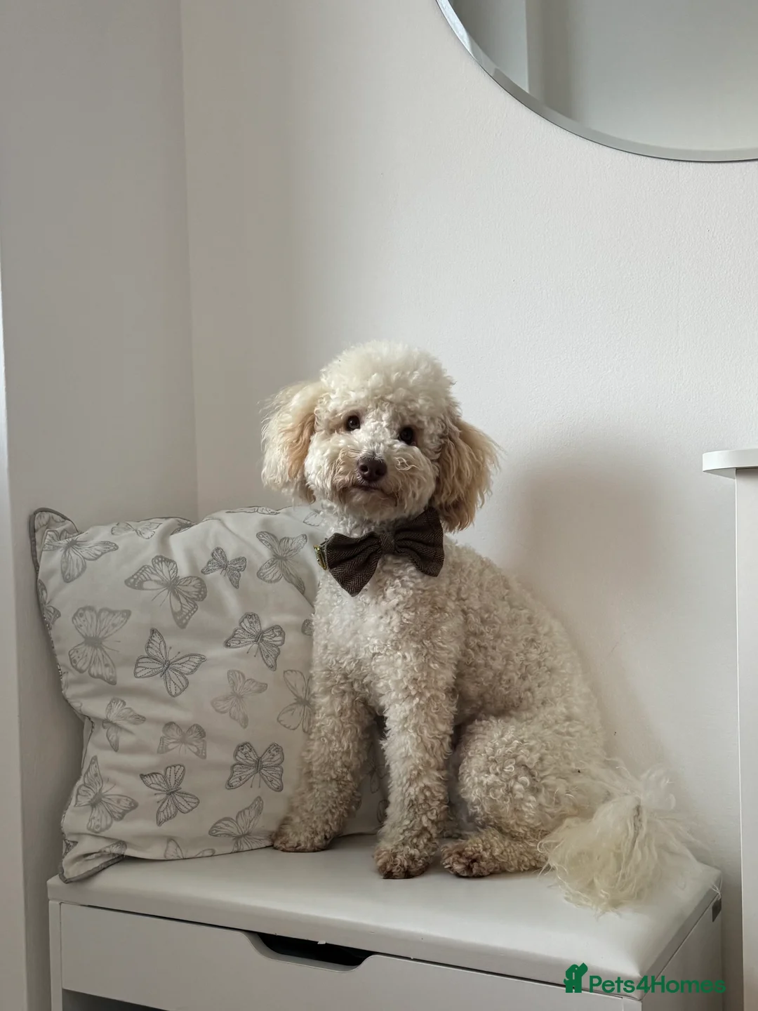Toy Poodle dogs for stud: Beautiful Proven Poodle Stud Available 🤍 - Advert 2
