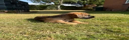 Border Terrier dogs for sale: KC Border Terriers  in Doncaster - Advert 17