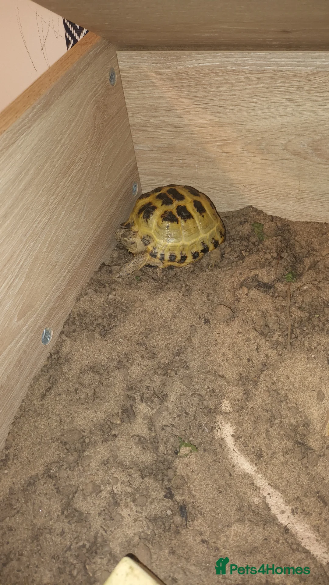 Tortoise reptiles for sale: Horsefield tortoise  in Nottingham - Advert 2