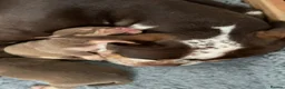 Old Tyme Bulldog dogs for sale: FIVE OLD TYME BULLDOGS LEFT - Advert 19