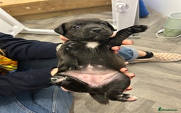 Jack Russell dogs for sale: Beautiful Jack Russell Pups 1 boy/ 1 girl  - Image 15