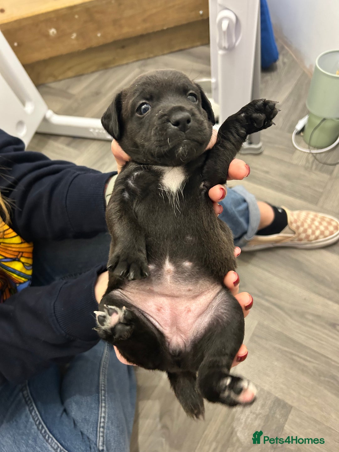 Jack Russell dogs for sale: Beautiful Jack Russell Pups 1 boy/ 1 girl  - Image 15