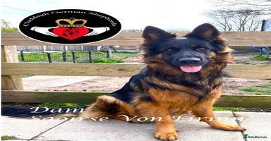 German Shepherd dogs - Advert 13