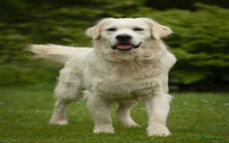 Golden Retriever dogs for sale: Gorgeous KC reg Golden Retriever Puppies - Image 4
