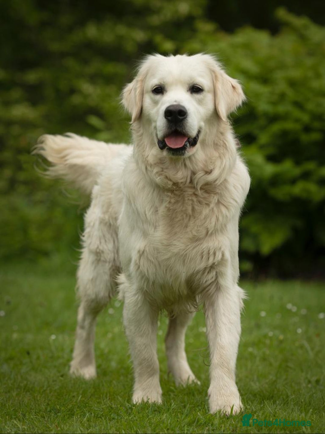 Golden Retriever dogs for sale: Gorgeous KC reg Golden Retriever Puppies - Image 4