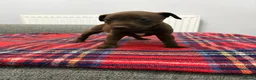 Patterdale Terrier dogs for sale: Patterdale terrier pups  - Advert 18