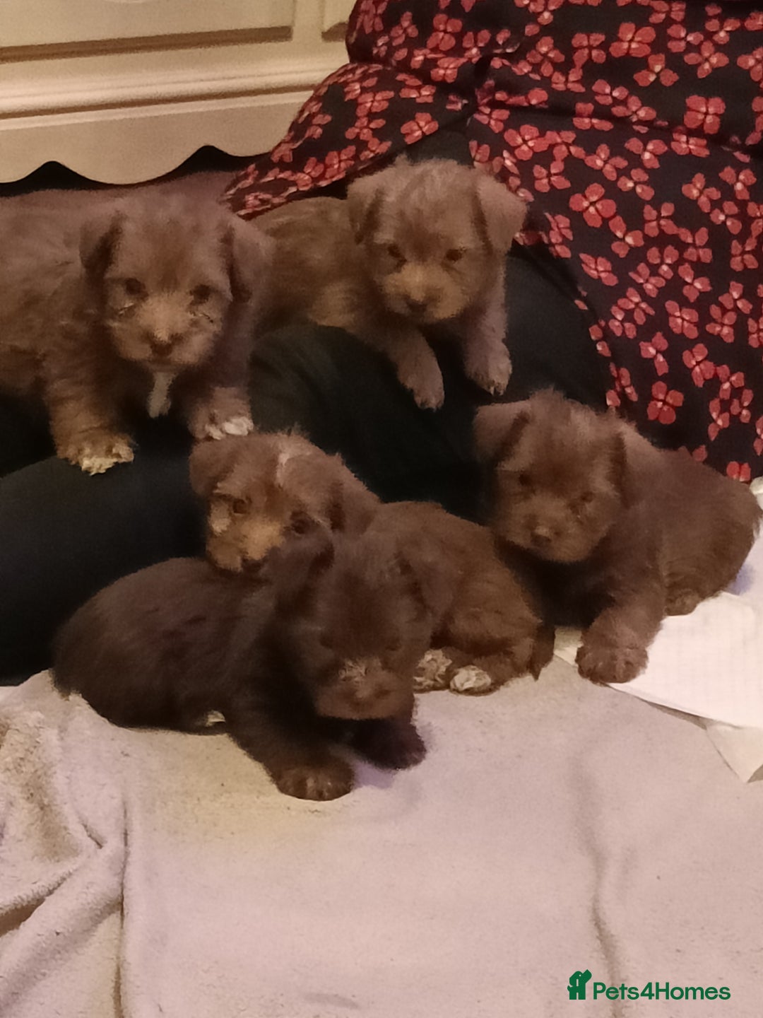 Norfolk Terrier dogs for sale: Norfolk Terrier Puppies - Advert 14