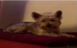 Yorkshire Terrier dogs for sale: Yorkshire Terrier Pups - Image 12