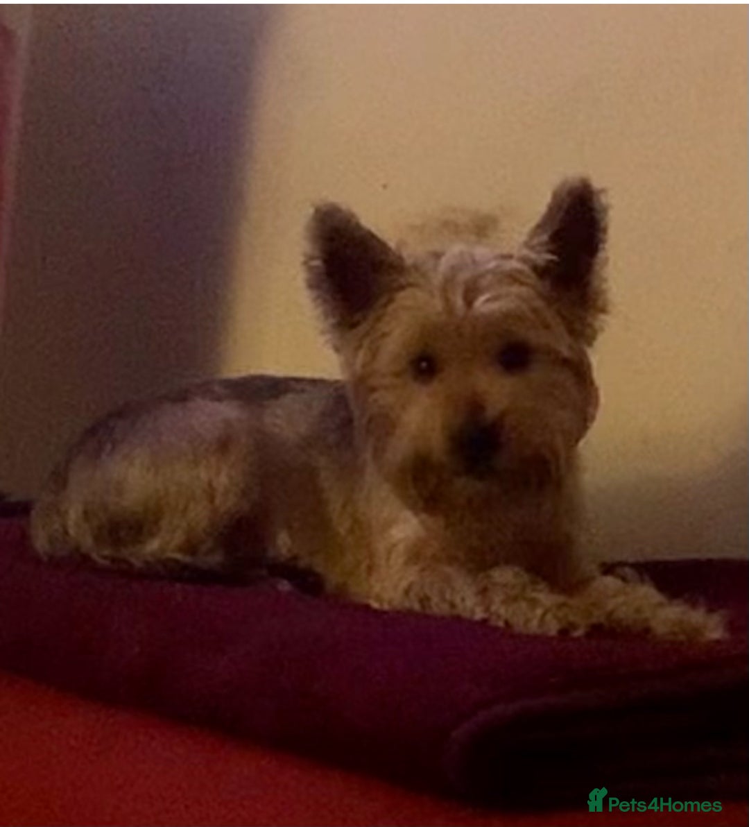 Yorkshire Terrier dogs for sale: Yorkshire Terrier Pups - Image 12