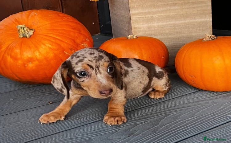 Miniature Dachshund dogs - Advert 4