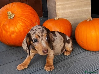 Miniature Dachshund dogs - Advert 33