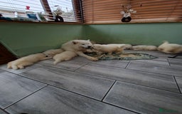 Samoyed dogs for sale: Beautiful Samoyed Puppies Ready Soon! - Advert 12