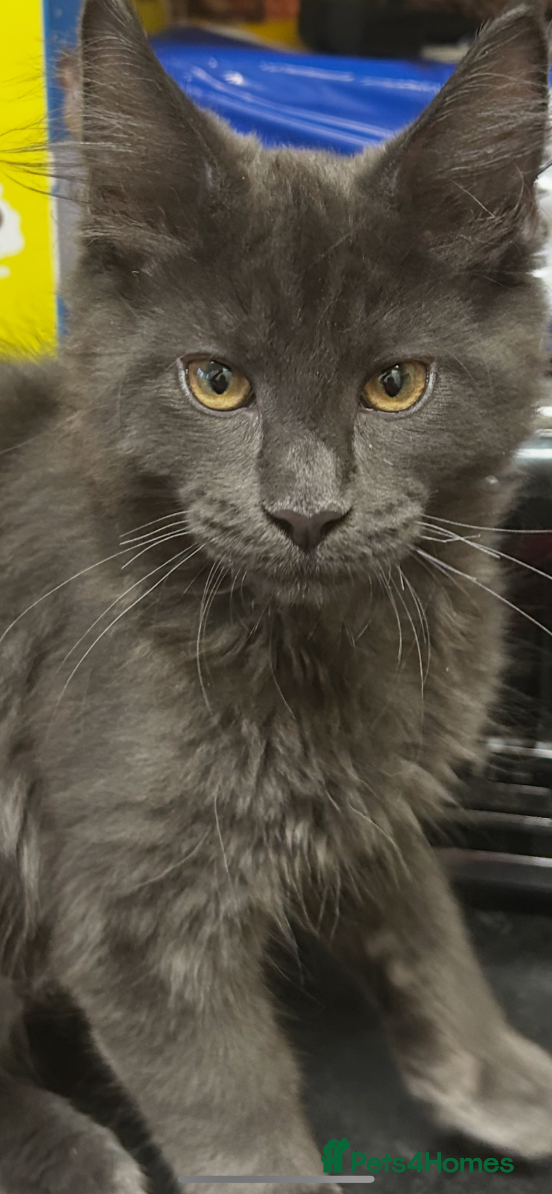 Maine Coon cats for sale:  2 beautiful maine coon kittens left - Image 18