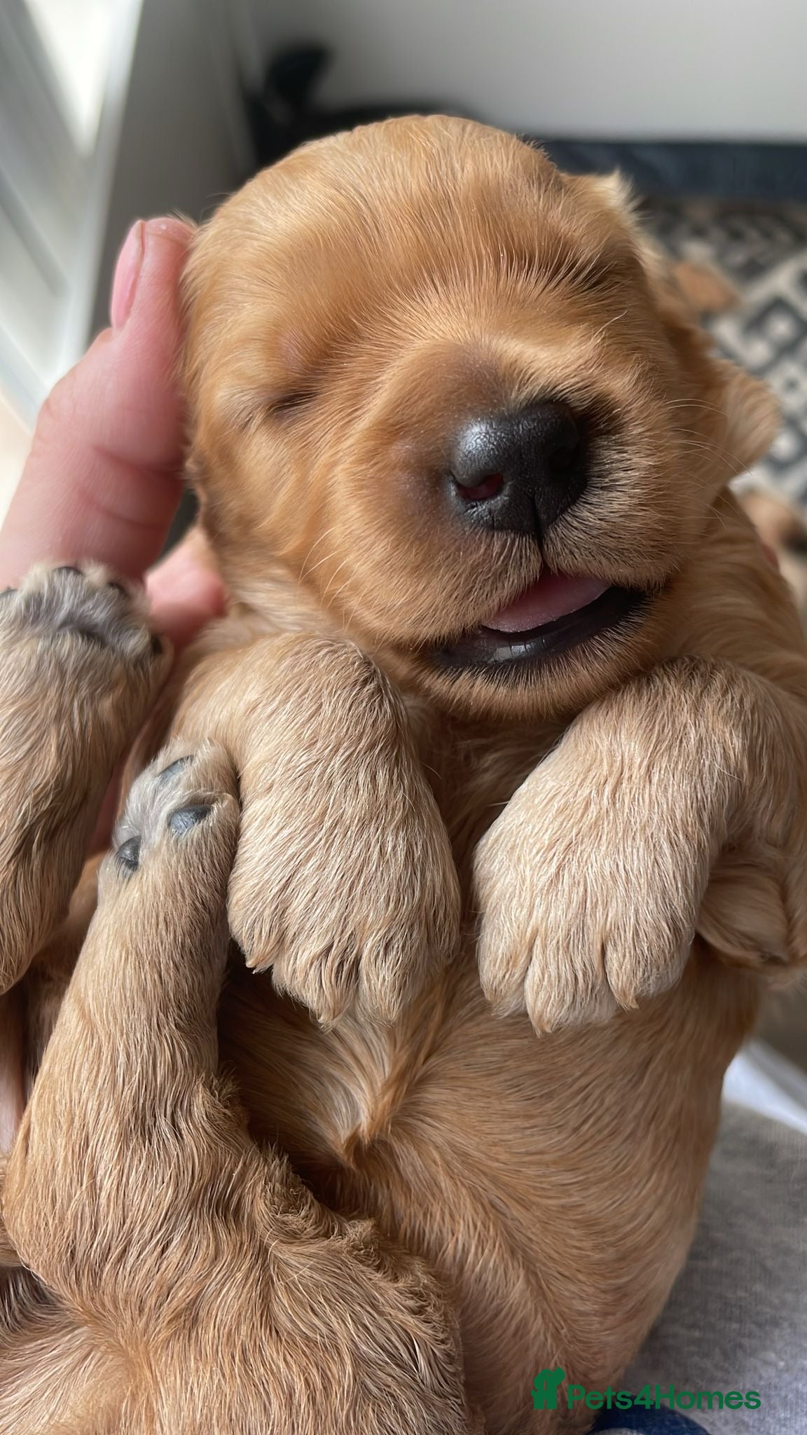 Mixed Breed dogs Double Doodle Puppies (Cockadoodles) - Advert 18