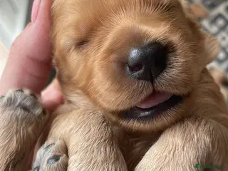 Mixed Breed dogs Double Doodle Puppies (Cockadoodles) - Advert 18