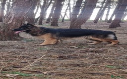 German Shepherd dogs for sale: German Shepherd  - Image 9