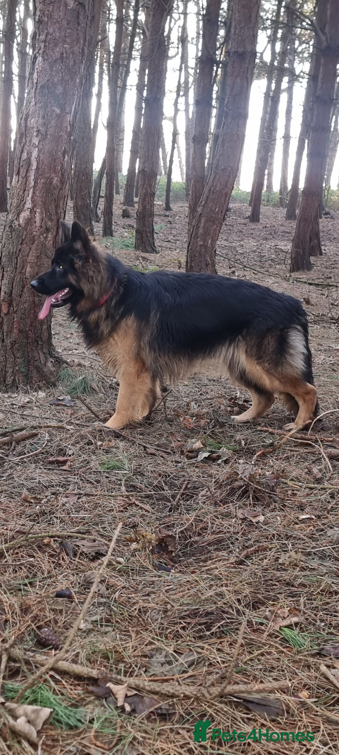 German Shepherd dogs for sale: German Shepherd  - Image 9