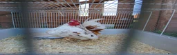 Chickens poultry for sale: Beautiful pure bred serama cockerel in Honiton - Advert 5