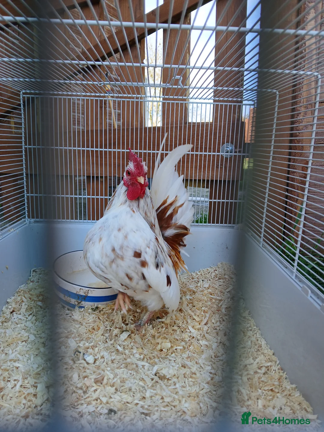 Chickens poultry for sale: Beautiful pure bred serama cockerel in Honiton - Advert 5