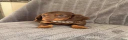 Miniature Dachshund dogs for sale: Long haired miniature dachshund puppies - Advert 10
