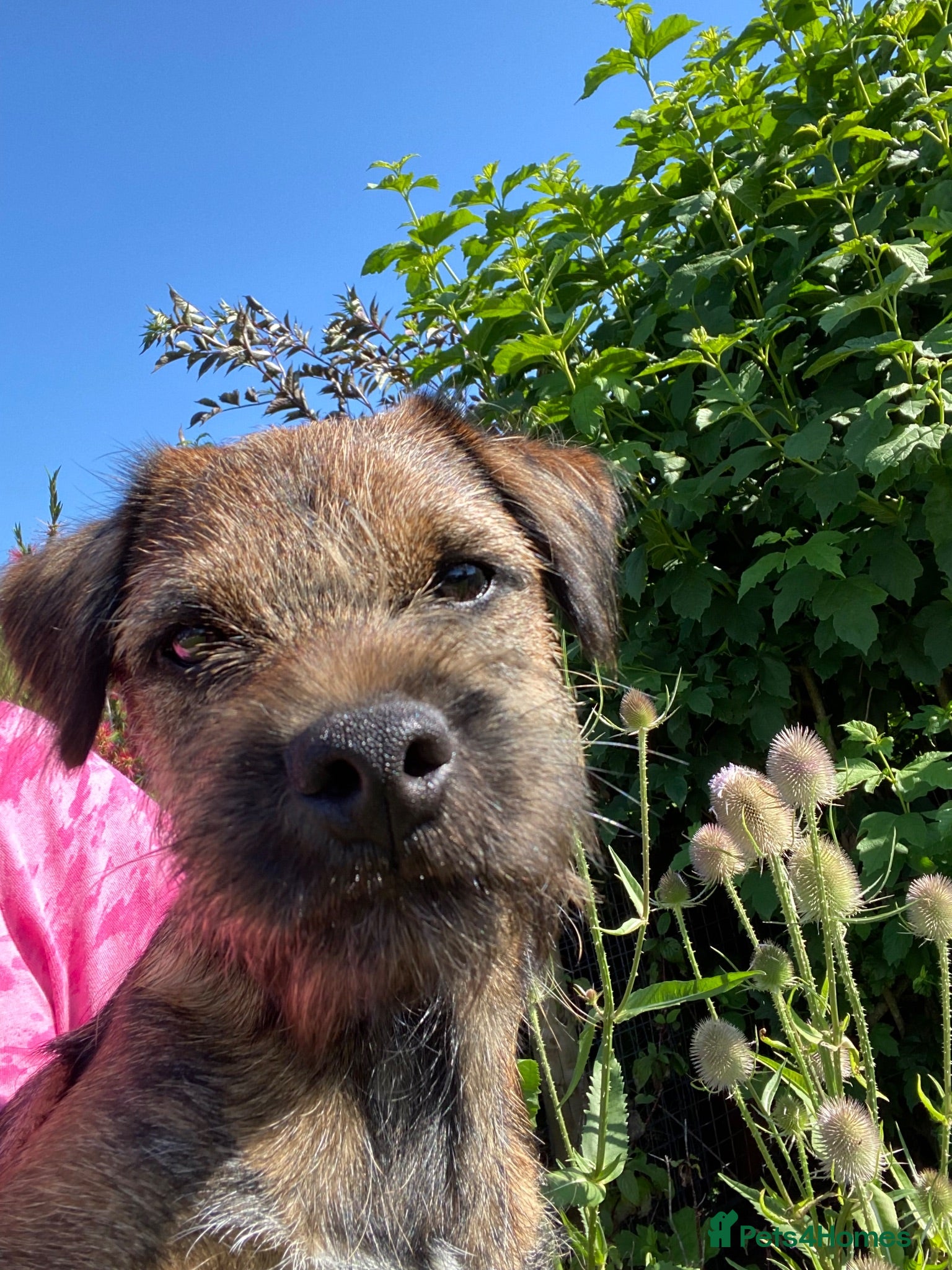 Border Terrier dogs Border Terrier Male  - Advert 1