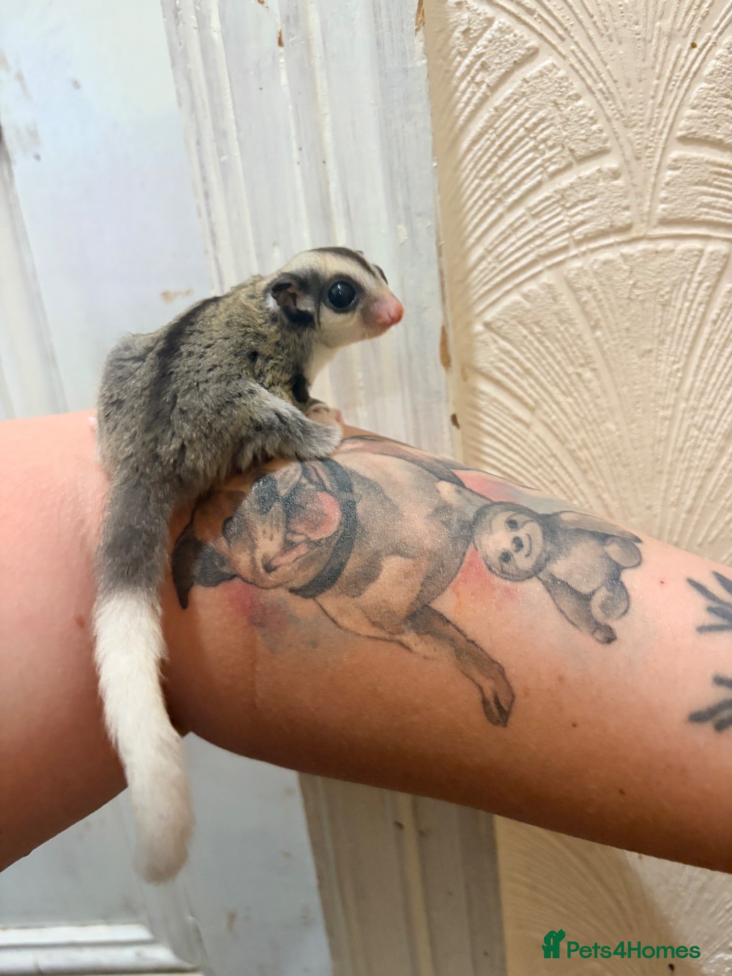 Sugar Glider rodents  Mosaic Male sugar glider  - Advert 1